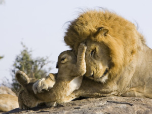 eszterhas-minden-pictures-suzi-african-lion-panthera-leo-cubs-playing-with-adult-male-masai-mara-nat-l-reserve-kenya